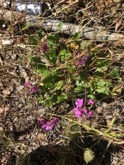 Pelargonium rodneyanum