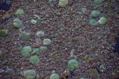 Limnobium laevigatum