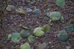 Limnobium laevigatum