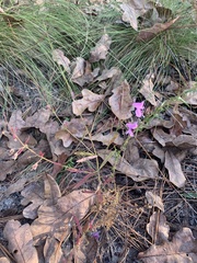 Dicerandra linearifolia