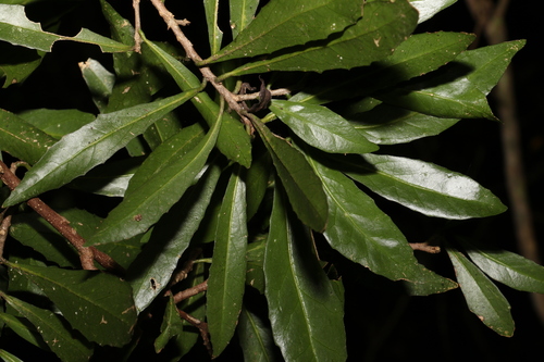 Image of Symplocos harroldii by (c) Greg Tasney, some rights reserved (CC BY-SA)