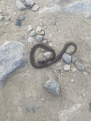 Tantilla melanocephala