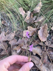 Dicerandra linearifolia