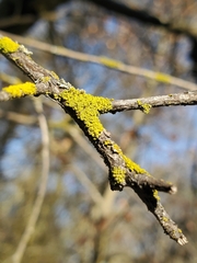 Polycauliona polycarpa