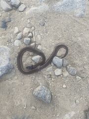 Tantilla melanocephala