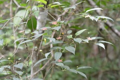Ruehssia sumiderensis