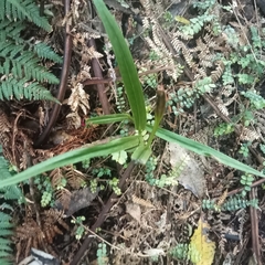 Pterostylis banksii