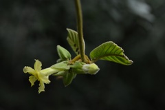 Prestonia mexicana