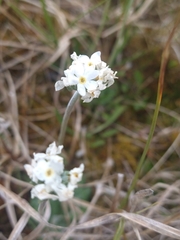 Primula magellanica