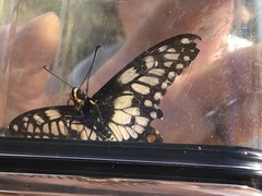 Papilio anactus