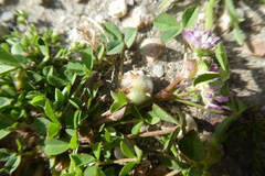 Trifolium tomentosum