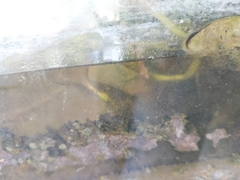 Pseudoxiphophorus bimaculatus