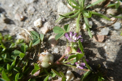 Trifolium tomentosum