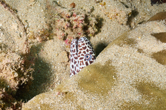 Gymnothorax favagineus