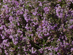 Erica hirtiflora