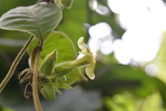 Prestonia mexicana