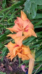 Hemerocallis