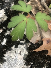 Chaerophyllum procumbens