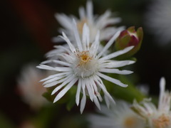 Ruschia multiflora