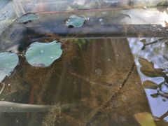 Pseudoxiphophorus bimaculatus