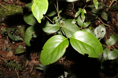 Psydrax lamprophylla