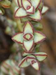 Crassula rupestris