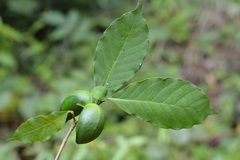 Tabernaemontana hannae