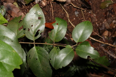 Psydrax lamprophylla