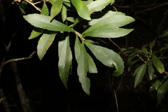 Symplocos harroldii