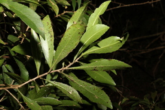 Symplocos harroldii