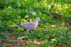 Streptopelia decaocto