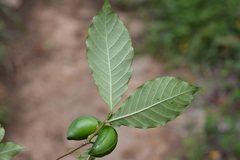 Tabernaemontana hannae