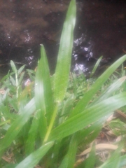 Paspalum langei