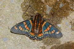 Mimardaris sela periphema