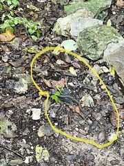 Thamnophis cyrtopsis ocellatus