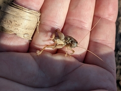 Rhachocnemis validus