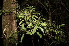 Symplocos harroldii