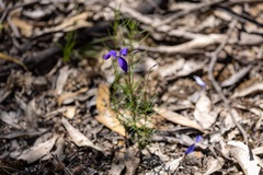 Cheiranthera linearis