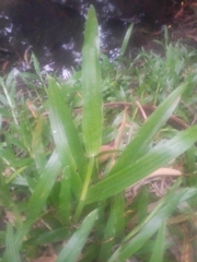 Paspalum langei