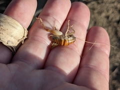 Rhachocnemis validus