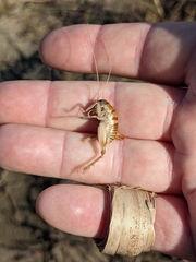 Rhachocnemis validus