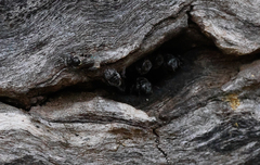 Austroplebeia australis