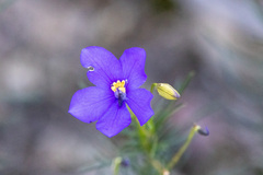 Cheiranthera linearis