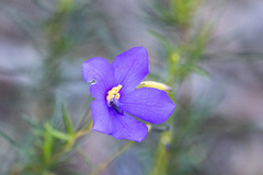 Cheiranthera linearis