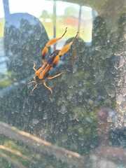 Callisphyris macropus