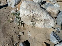 Palafoxia arida arida