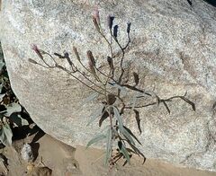 Palafoxia arida arida