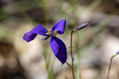 Cheiranthera linearis
