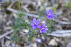 Cheiranthera linearis