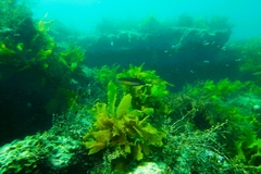 Austrolabrus maculatus